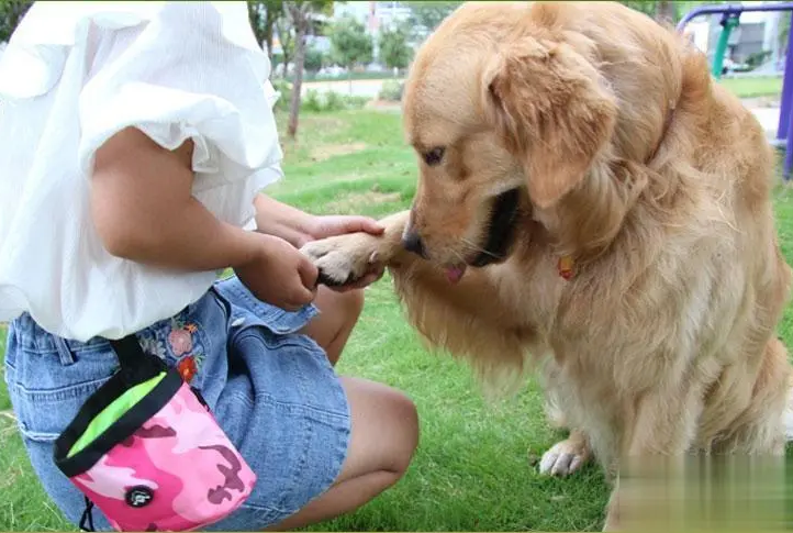训狗教程从零开始教你最简单最有效的训狗方法视频教程