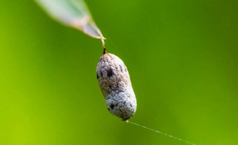 凯叔讲故事《当成语遇到科学》19集MP3音频完整版百度网盘分享