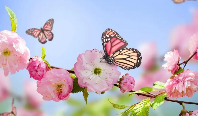 葛宏军花卉摄影技法完全宝典视频教程百度网盘分享