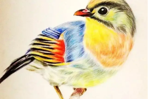 大鹏教育彩铅课视频教程百度网盘下载