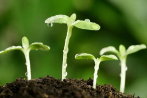 苏苏初中生物教学视频资源网盘分享