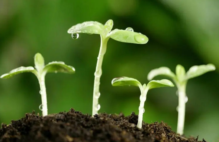 开春和立春有什么区别